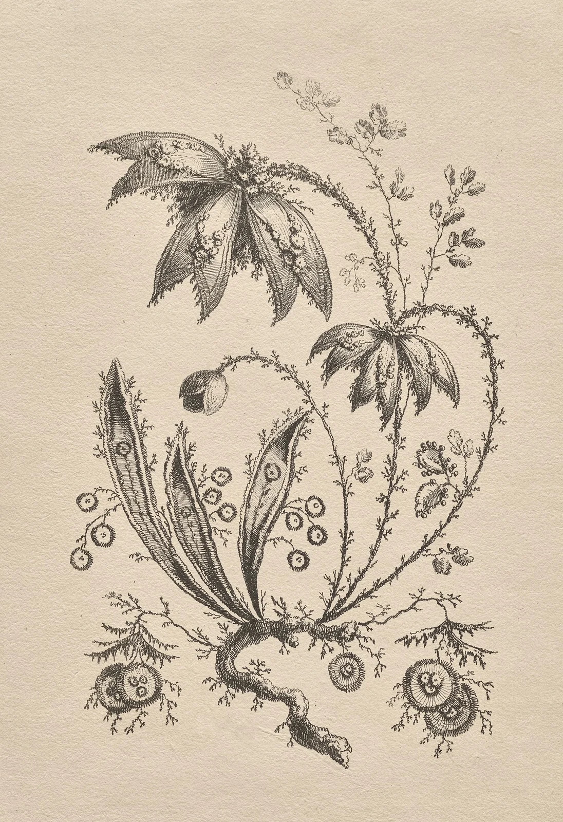Vintage botanical etching with fine lines